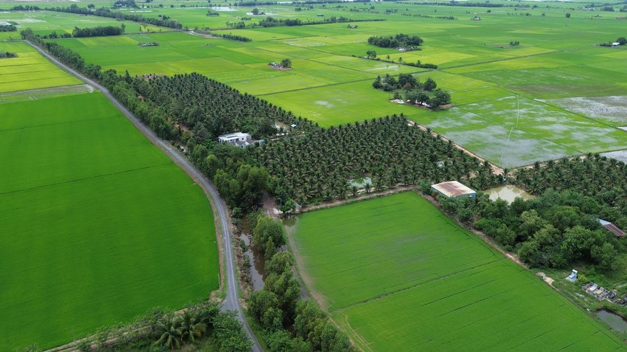 Khu vực Nông trại Gia Vy Farm giữa cánh đồng lúa Tây Ninh, ảnh flycam tháng 9/2026