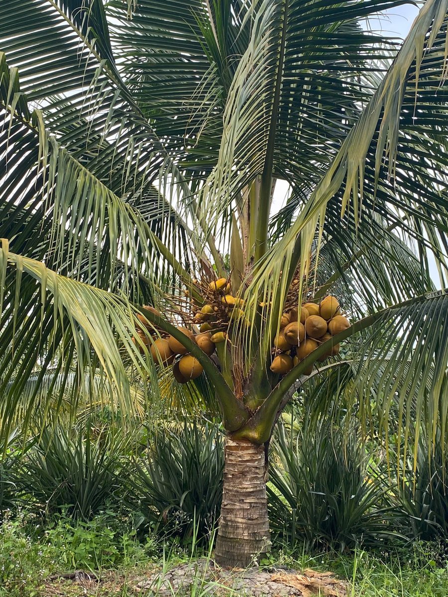 Cây dừa Mã Lai sai trái tại Nông trại Gia Vy Farm