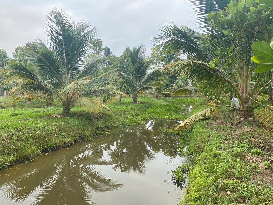 Mương nước giữa hai hàng dừa tại Nông trại Gia Vy Farm