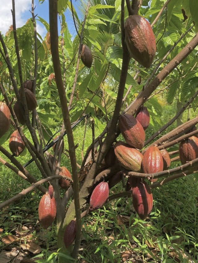Cây ca cao sai trái chín đỏ tại Nông trại Gia Vy Farm