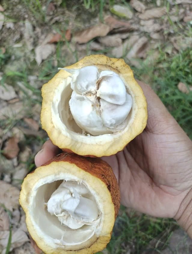 Trái ca cao bổ đôi, cơm trắng bọc quanh hạt