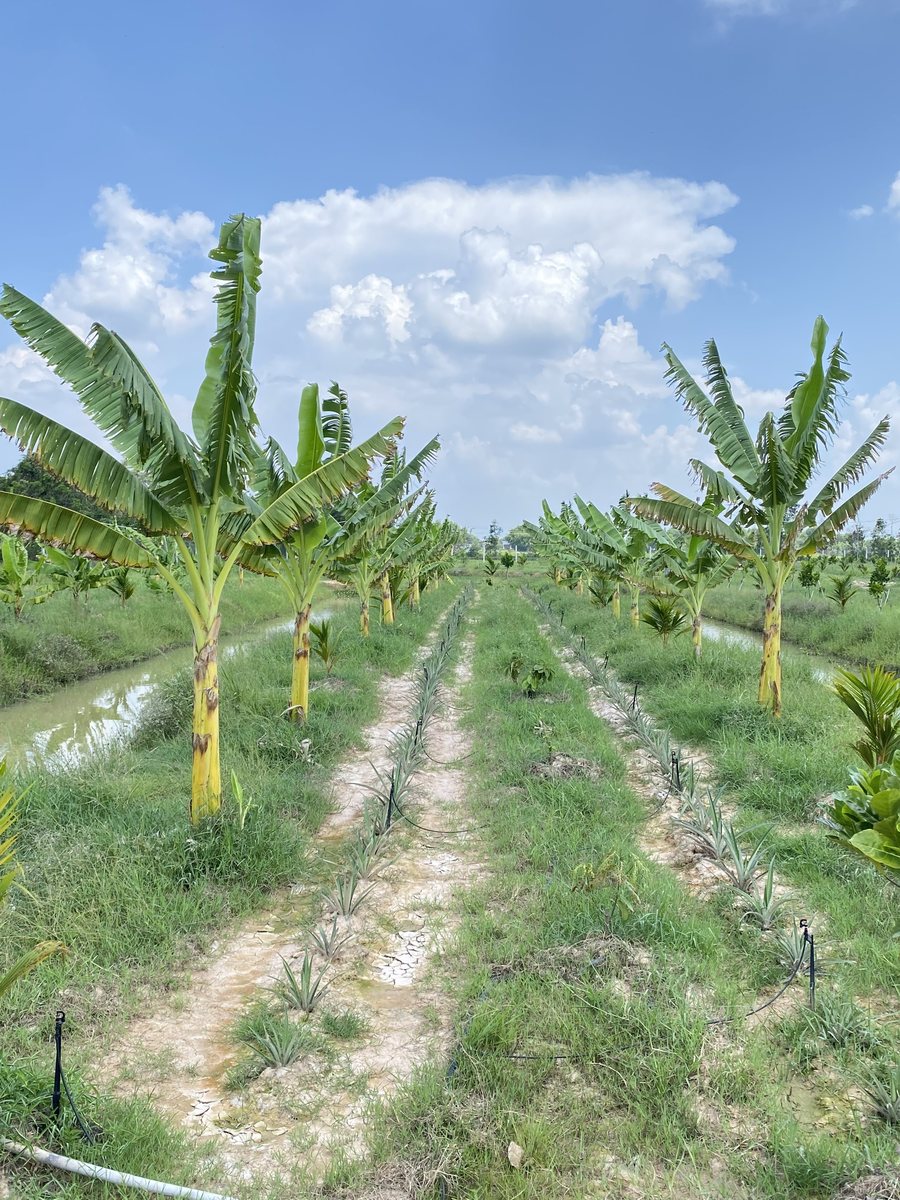 Hàng chuối có ống tưới dọc gốc tại Nông trại Gia Vy Farm