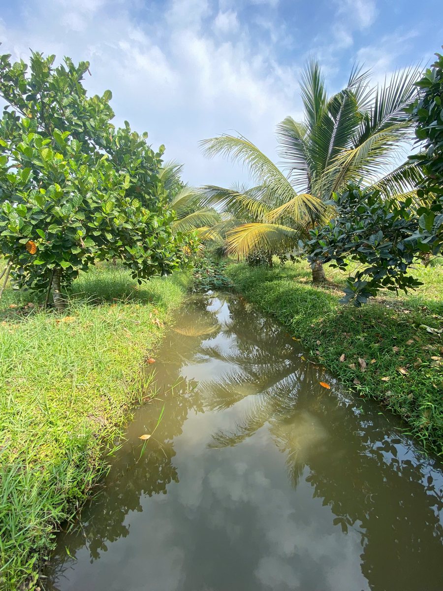 Mương nước và hàng cây tại Nông trại Gia Vy Farm