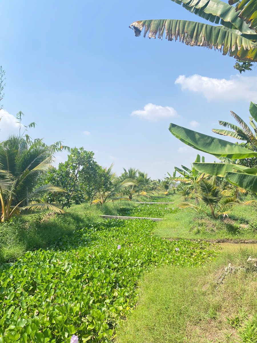 Lối đi ven mương lục bình tại Nông trại Gia Vy Farm