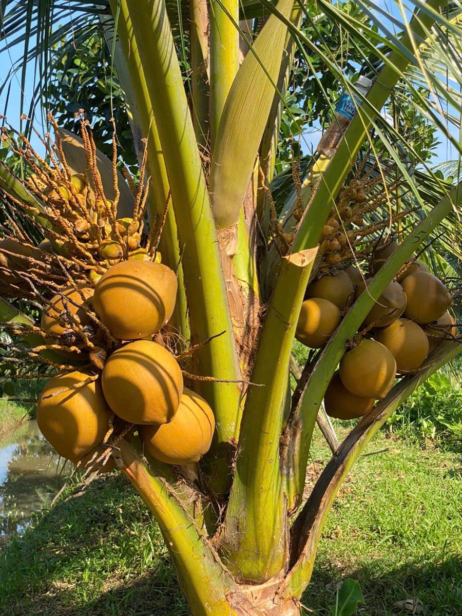Cây dừa Mã Lai trĩu quả tại Nông trại Thiên Đường