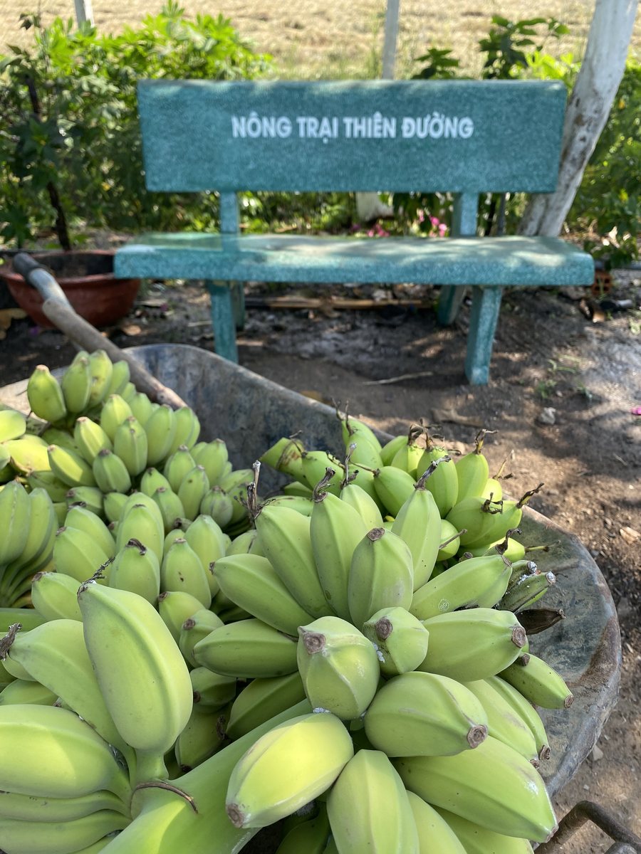 Chuối vừa thu hoạch bên ghế đá Nông trại Thiên Đường