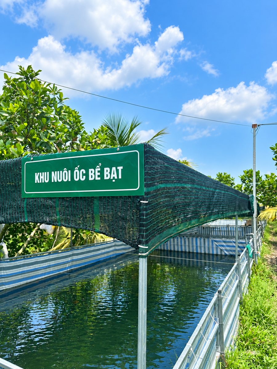 Khu nuôi ốc bể bạt có lưới che tại Nông trại Thiên Đường
