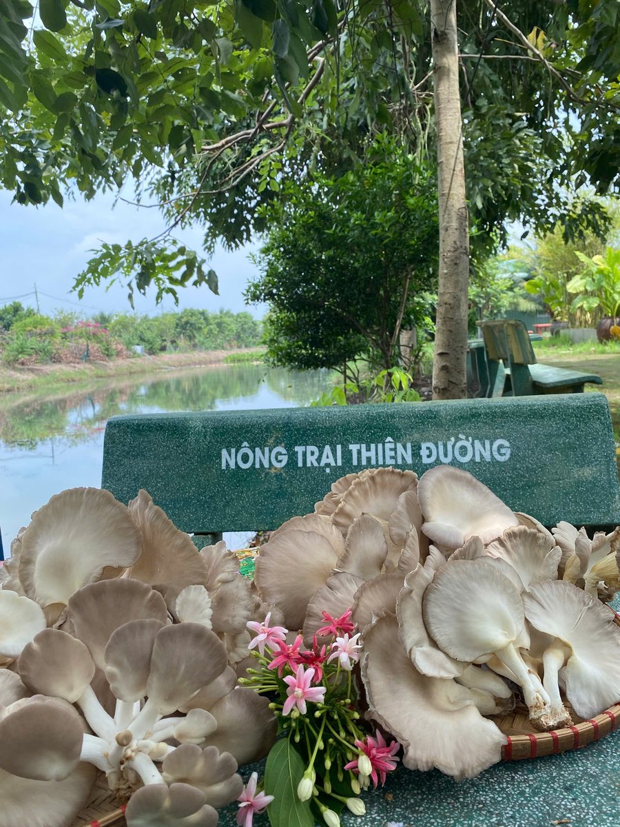 Nấm bào ngư vừa thu hoạch bên ghế đá Nông trại Thiên Đường