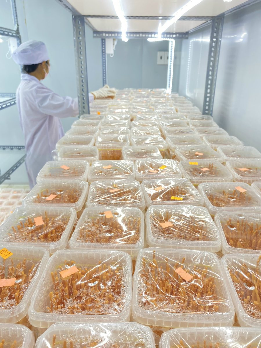 Phòng nuôi cấy đông trùng hạ thảo của Hoàng Gia Farm