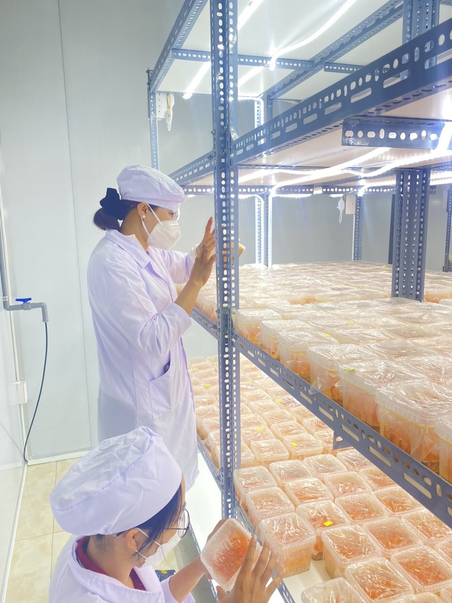 Kỹ thuật viên chăm sóc giá nuôi đông trùng hạ thảo của Hoàng Gia Farm