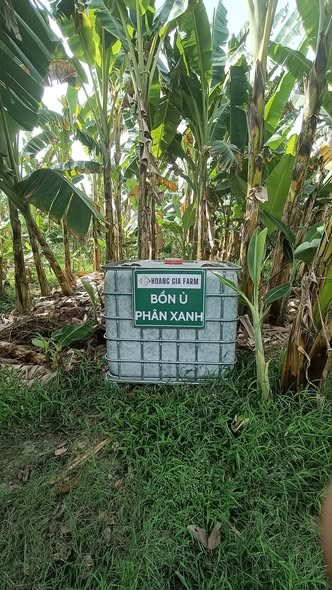 Bồn ủ phân xanh đặt giữa vườn chuối tại Nông trại Thiên Đường