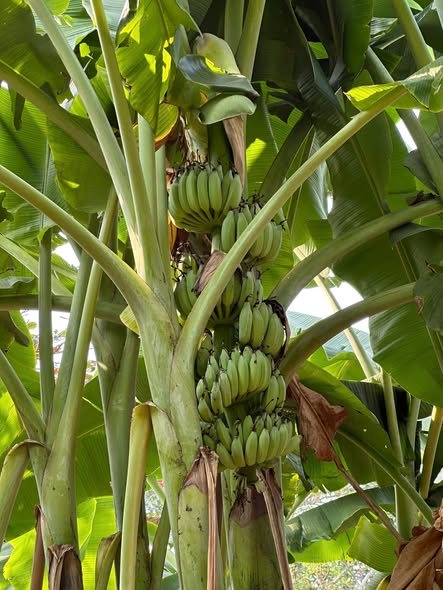 Buồng chuối trĩu quả trong vườn chuối Nông trại Thiên Đường