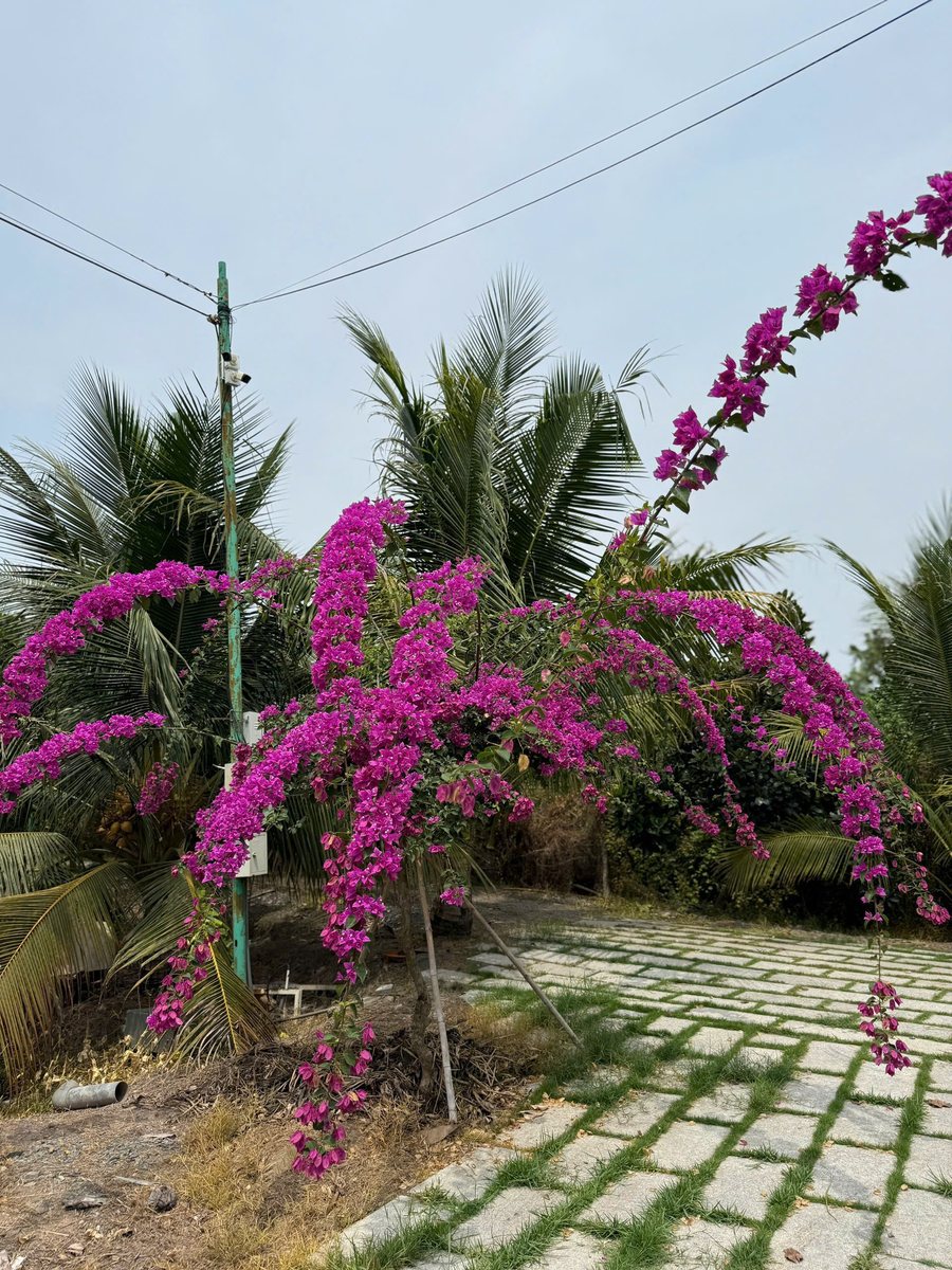 Hàng hoa giấy tím nở rộ bên lối đi tại Nông trại Thiên Đường