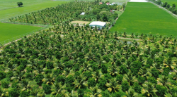 Gia Vy Farm