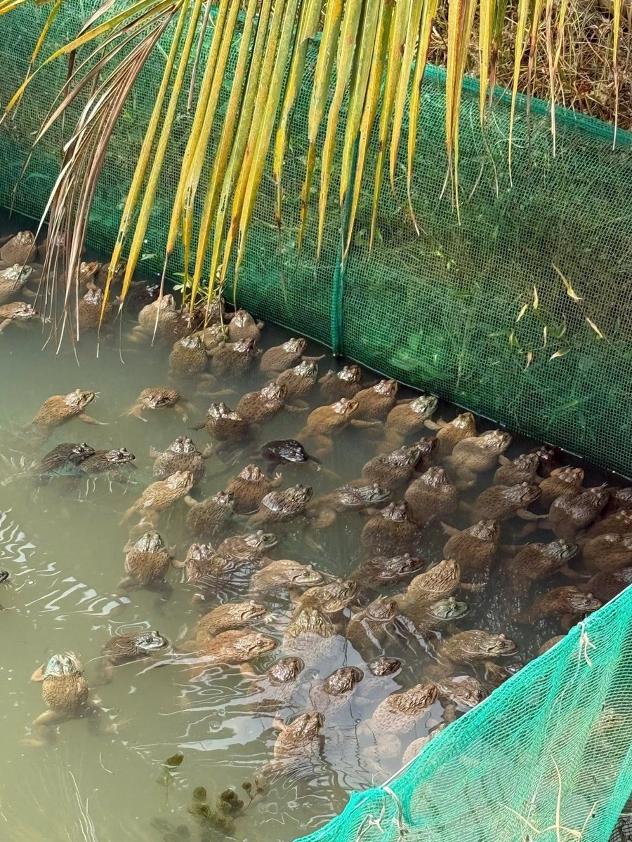 Ao nuôi ếch trong mô hình vườn – ao – chuồng của Hoàng Gia Farm