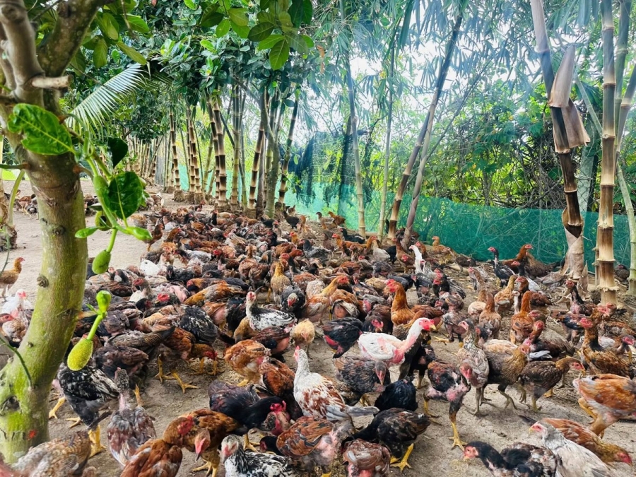 Gà thả vườn dưới tán cây tại Hoàng Gia Farm
