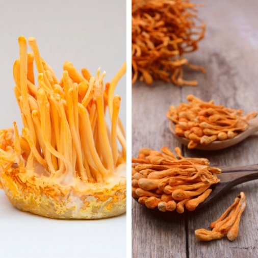 Sự khác nhau giữa nấm đông trùng hạ thảo tươi và khô?